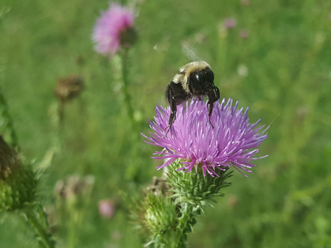 Chessie Nature Trail-列克星敦必去景点