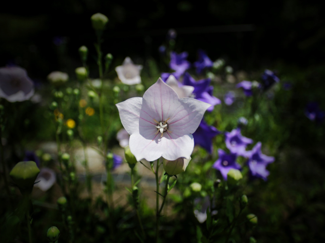 Koshoji Temple-森町必去景点