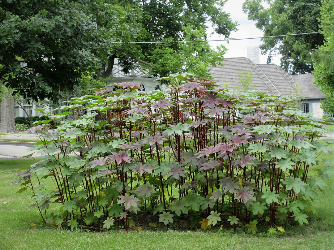 Grand View Drive-皮奥里亚必去景点