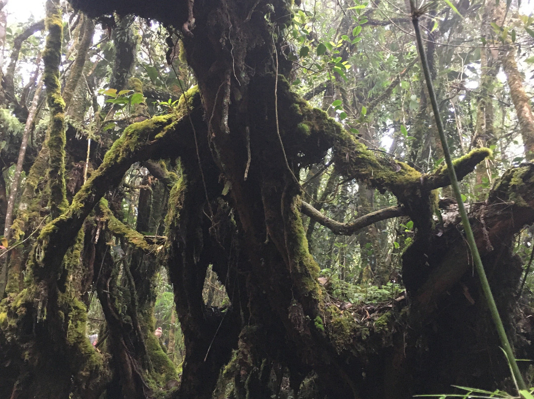 Gunung Irau (Mount Irau)-碧兰璋必去景点
