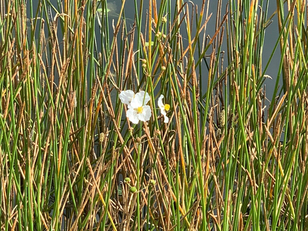 The Groves Golf and Country Club-Land O Lakes必去景点