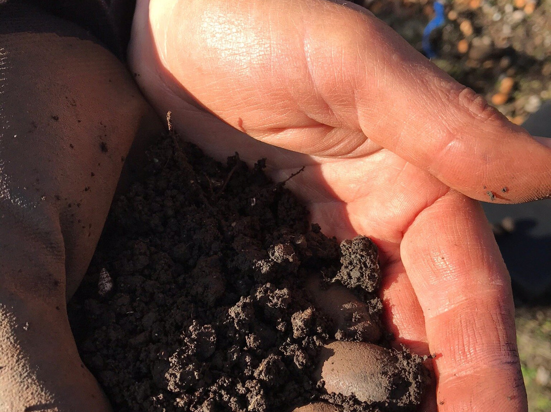 Truffles of Tasmania-德洛兰恩必去景点