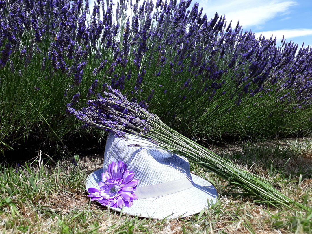 Lavender Abbey景点图片