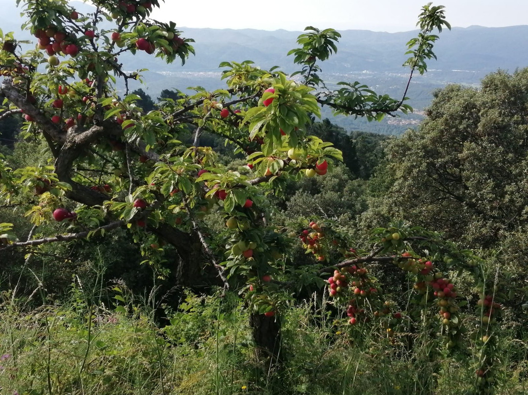 Campins旅游攻略图片