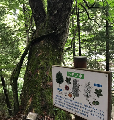 Forest of Tokyo Citizen-桧原村必去景点