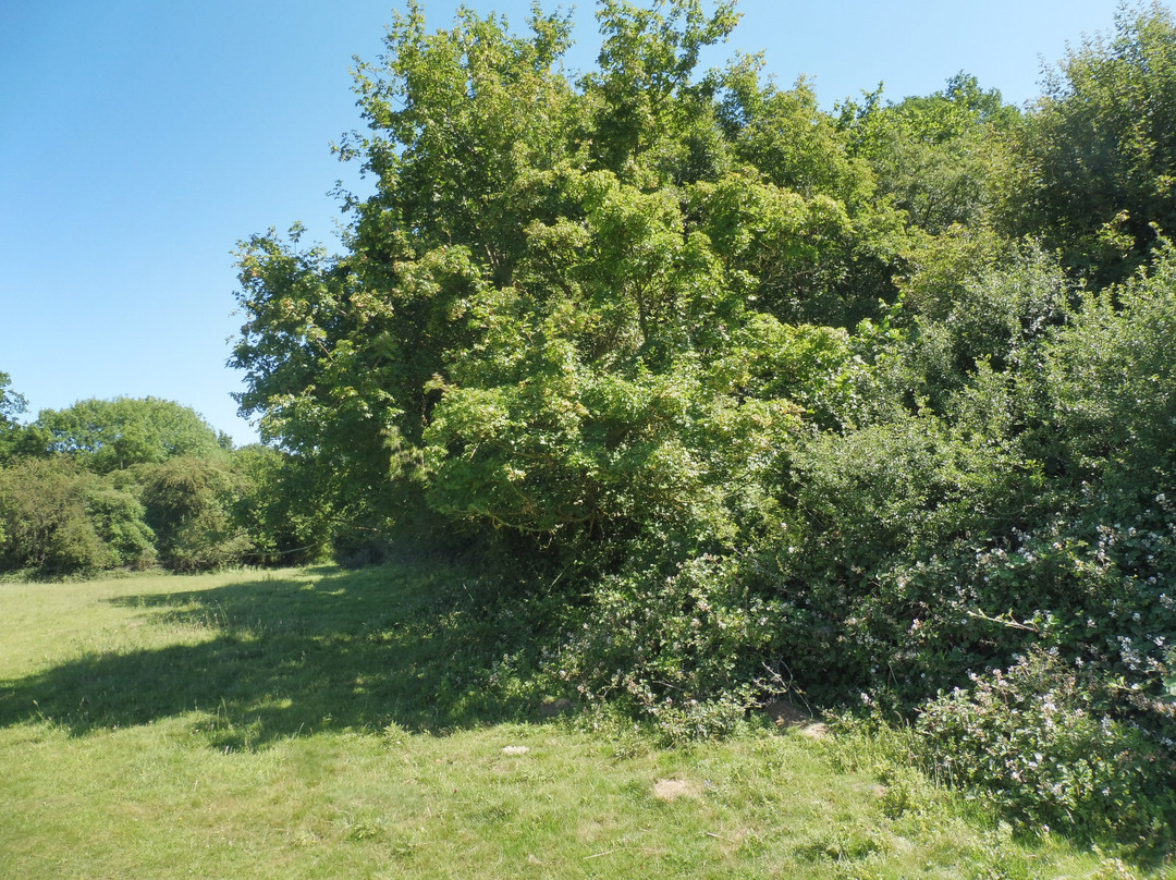 Hatfield Forest Nature Reserve景点图片