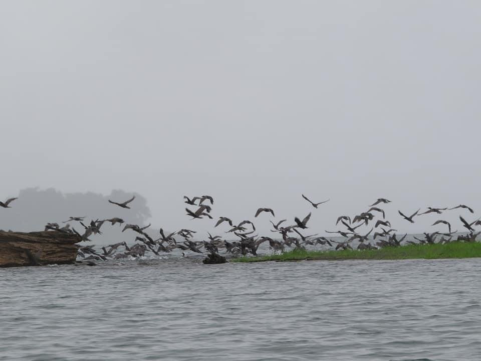 Arenal Kayaks景点图片