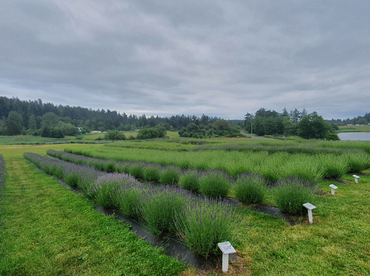 San Juan Transit-星期五港湾必去景点
