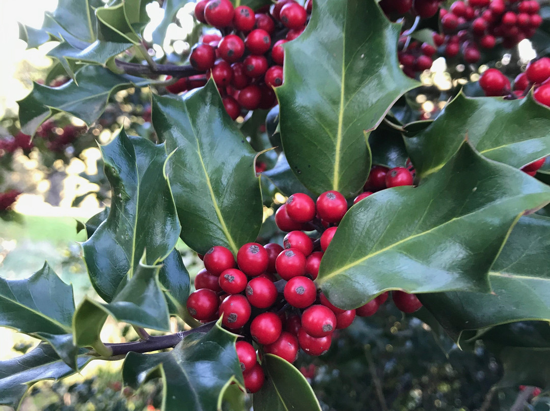 Lancey's Lookout-Arawata必去景点