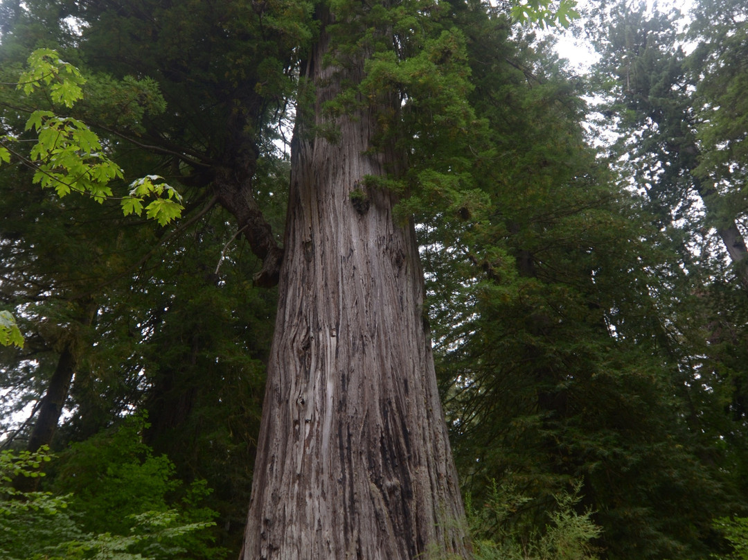 Big Tree景点图片