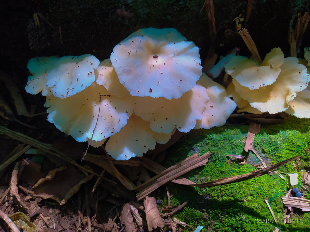 Reserva Biologica Mata Paludosa-Itati必去景点