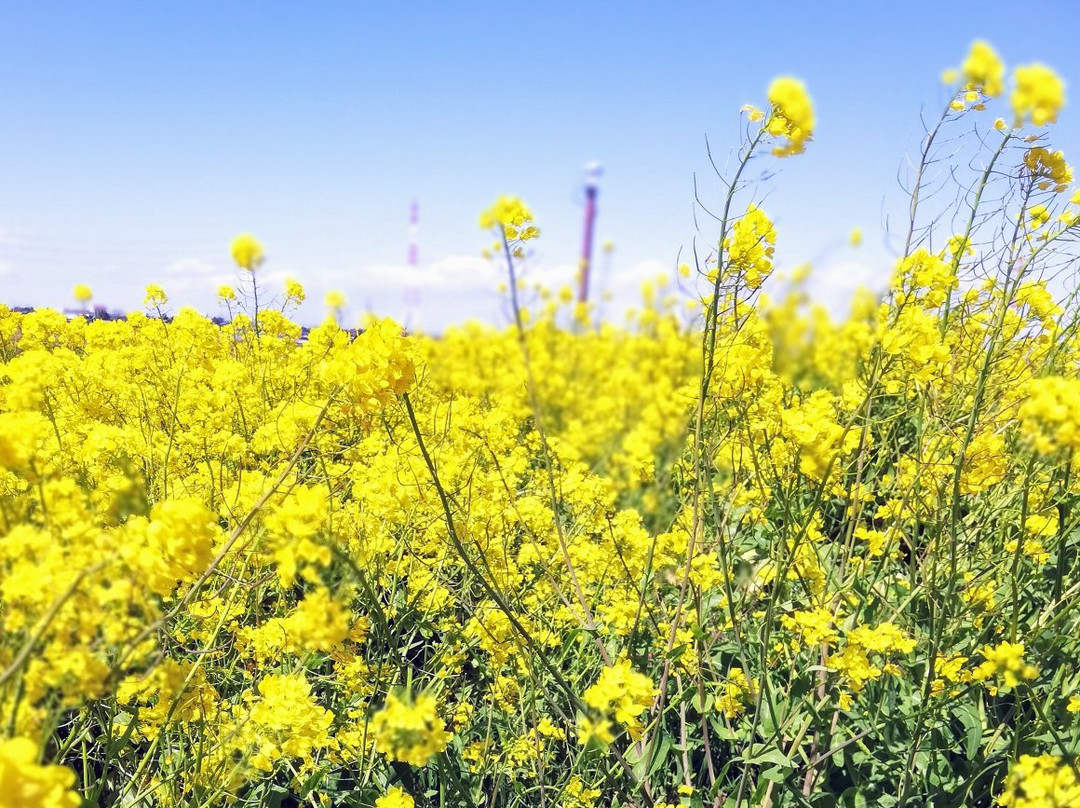 Yoshikawa Park-吉川市必去景点