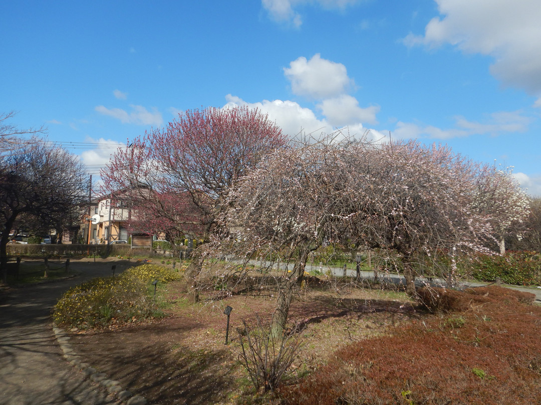 Koshigaya Bairin Park景点图片