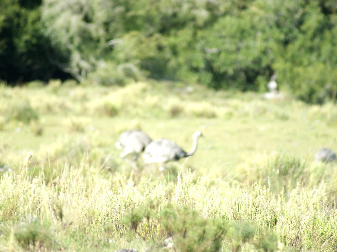 Estancia Los Platanos主图