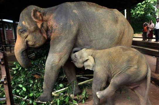 Aaronify Odyssey-奴娃拉伊利雅必去景点