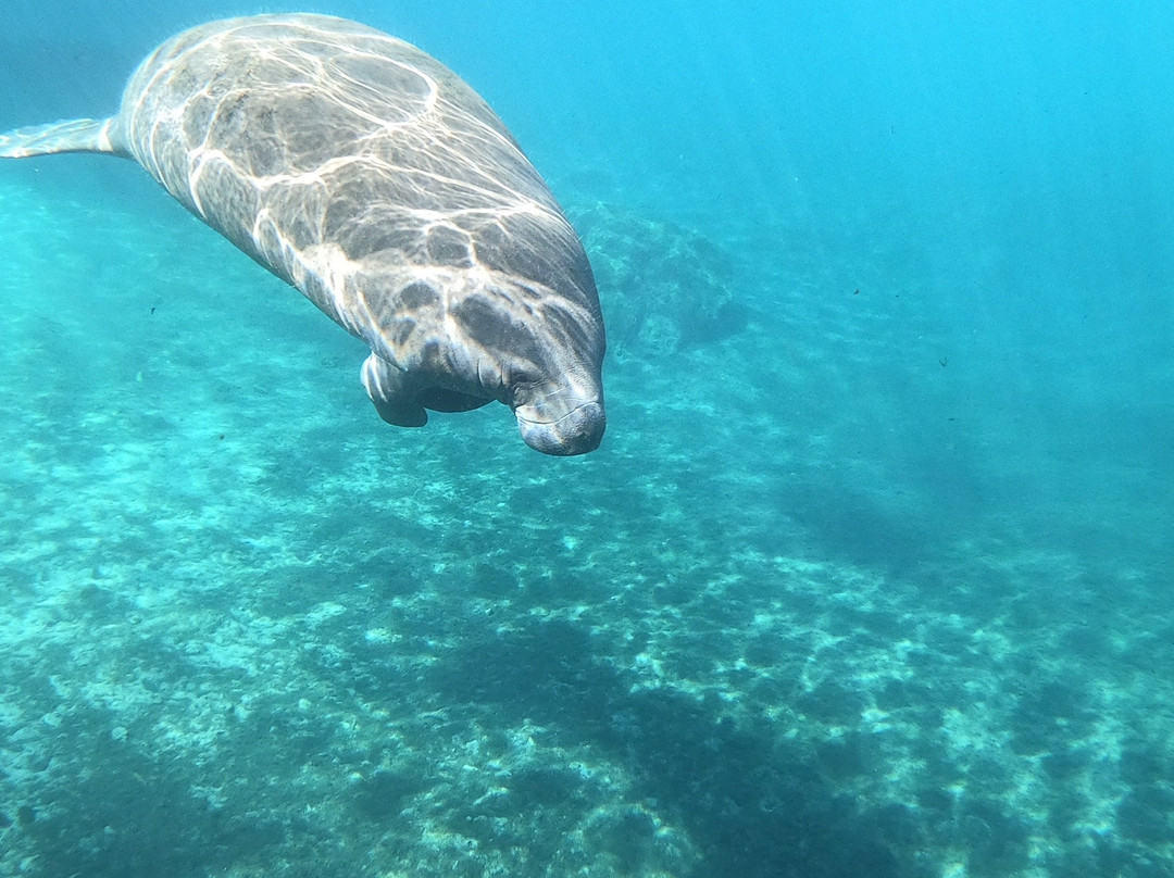Crystal Lodge Dive Center-克里斯特尔里弗必去景点