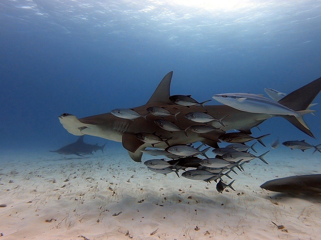 Bimini Undersea景点图片