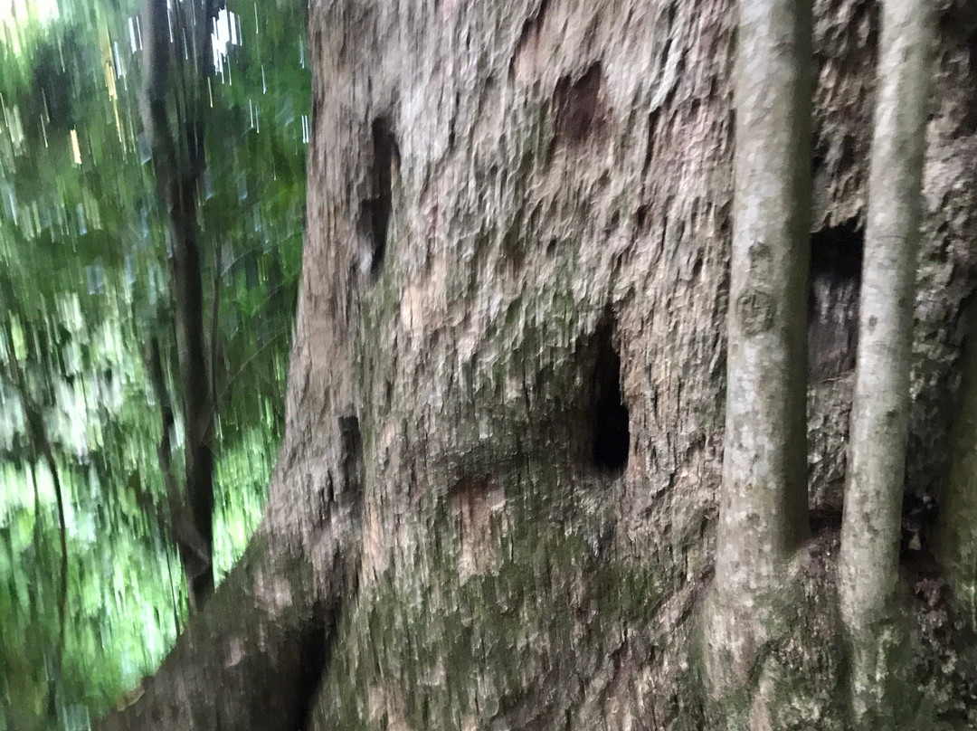 Reserva Forestal Edmundo Winkler-Frutillar必去景点