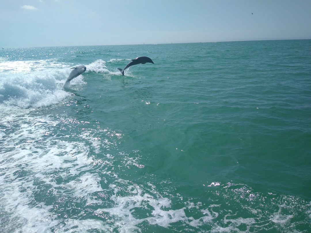 Little Toot Dolphin Adventure景点图片