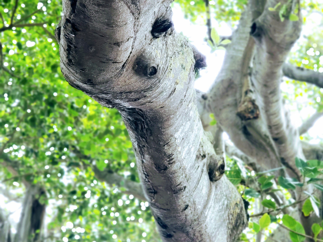 Jupiter Inlet Lighthouse & Museum-朱庇特必去景点