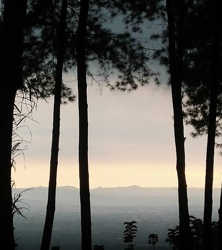Darmacaang Pine Forest景点图片