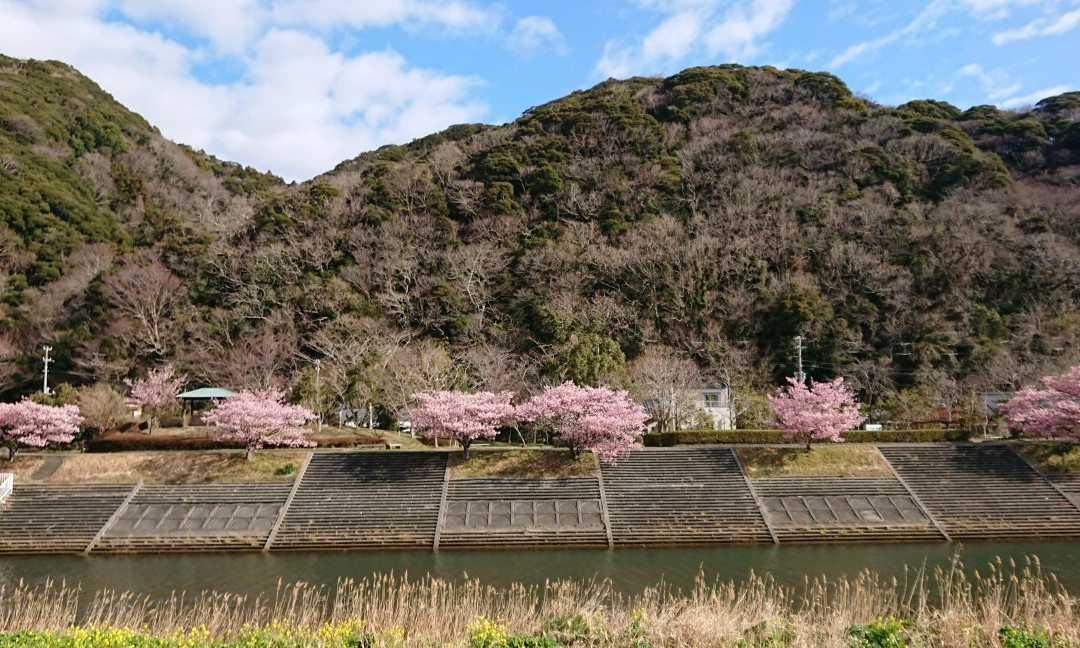 Aono River Cherry Blossoms景点图片