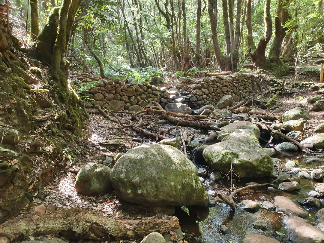 Bosque del Cedro景点图片