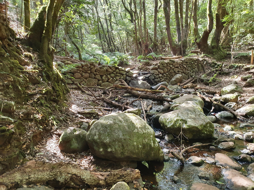 Bosque del Cedro景点图片