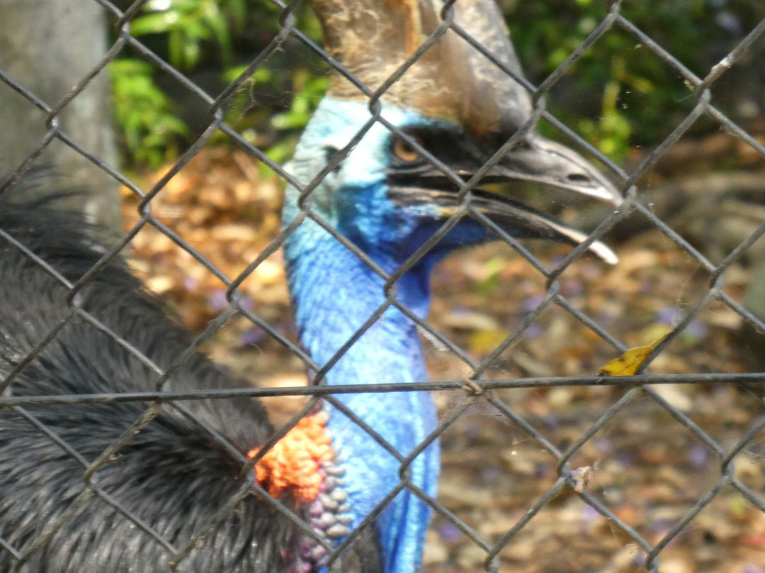 龙柏考拉野生动物园-布里斯班必去景点