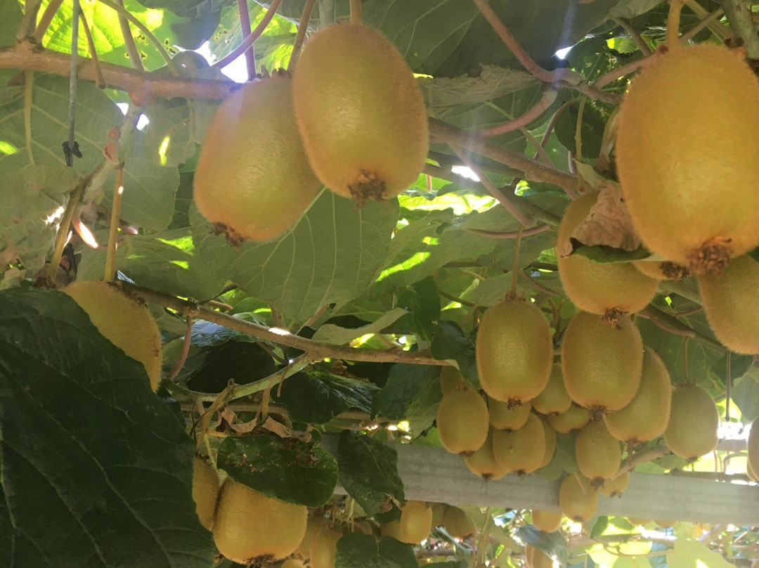 Kiwifruit Country Tours景点图片