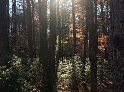 Sims Lake Park-苏万尼必去景点