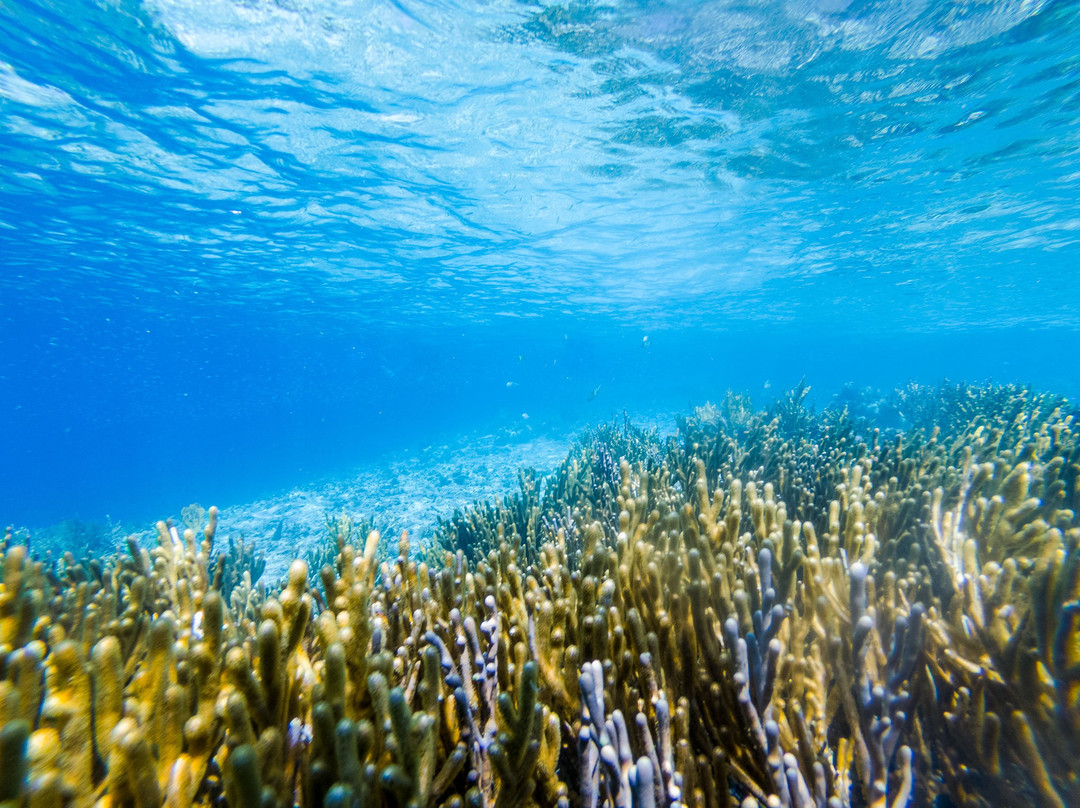 Pianemo Islands-四王岛必去景点