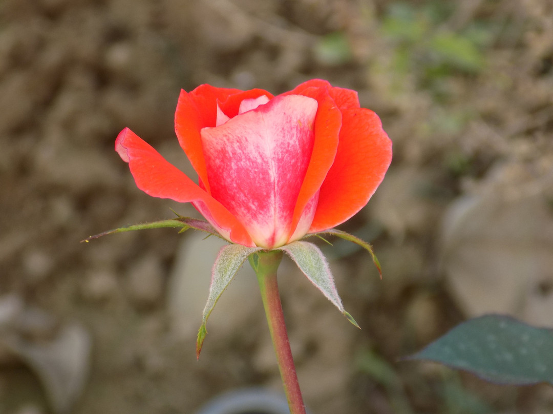 Patanjali Yogpeeth-哈里瓦必去景点