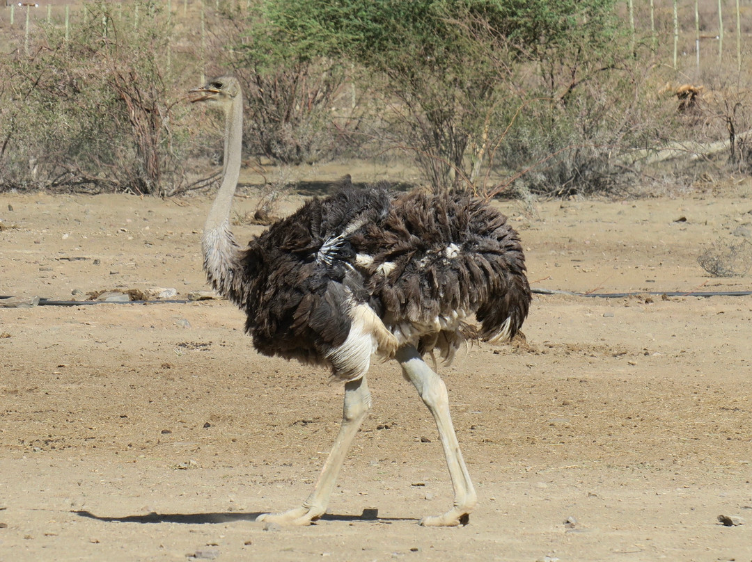Burgsdorf Guest Farm主图