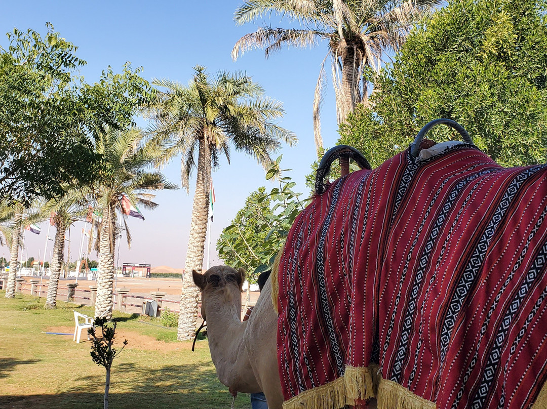 Dubai Desert Tours-迪拜必去景点