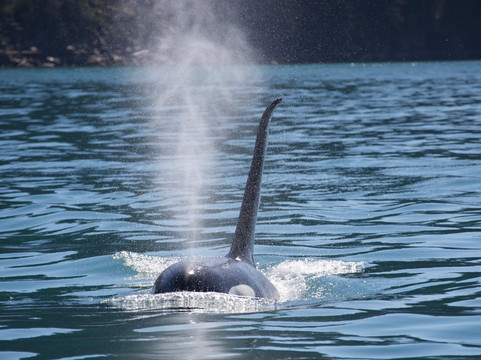 Seward Wildlife Tours