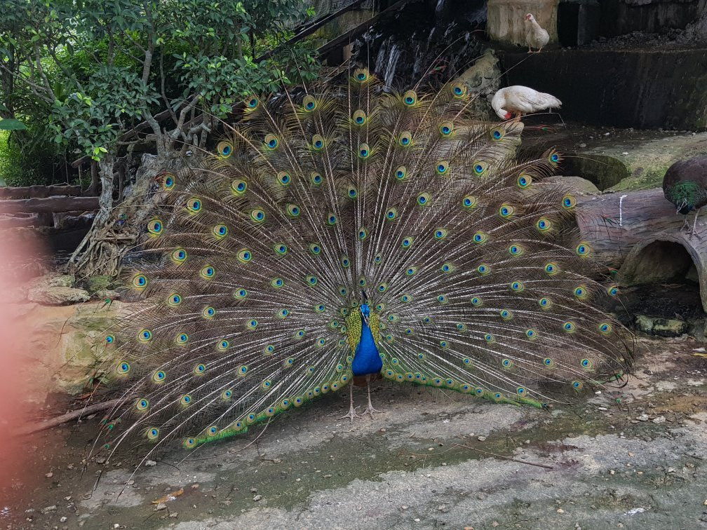 杨氏鳄鱼场-古晋必去景点