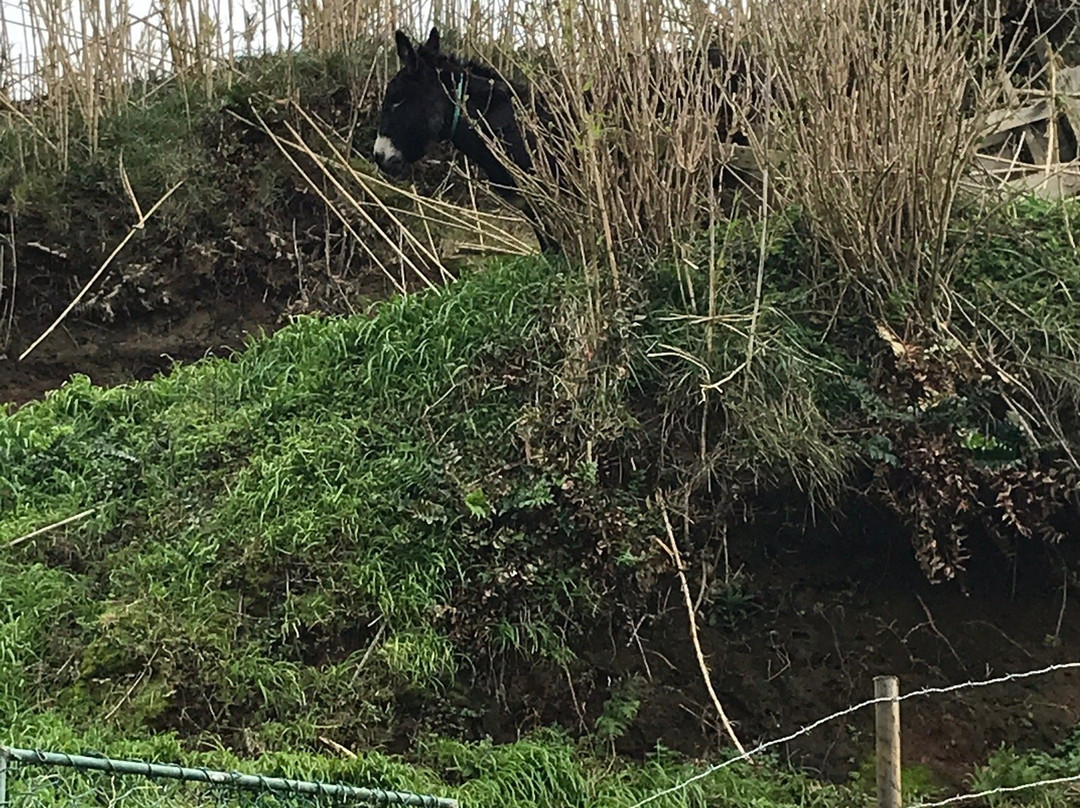 Rocha da Relva-Relva必去景点