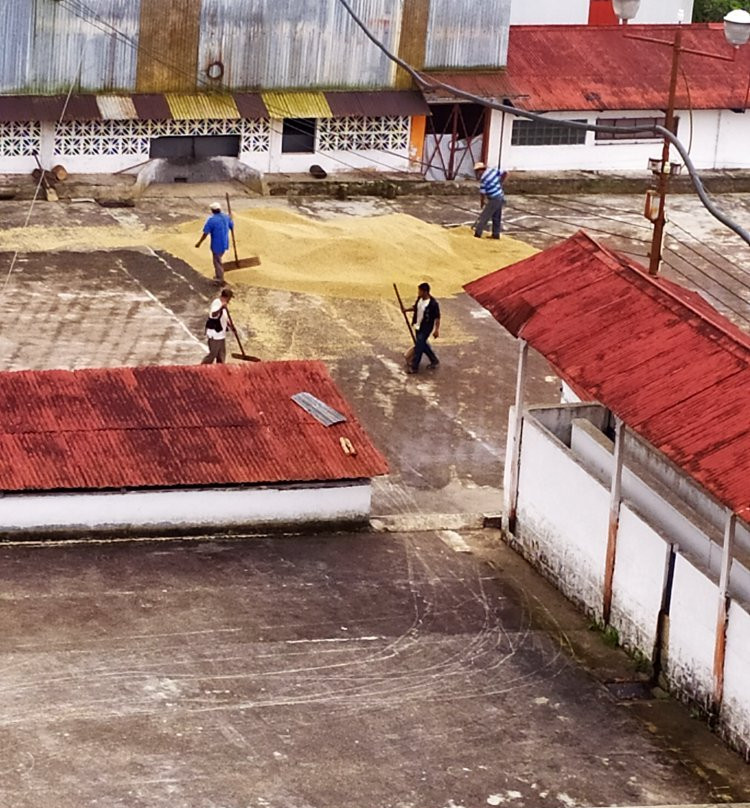 Finca Hamburgo La Ruta del Cafe主图