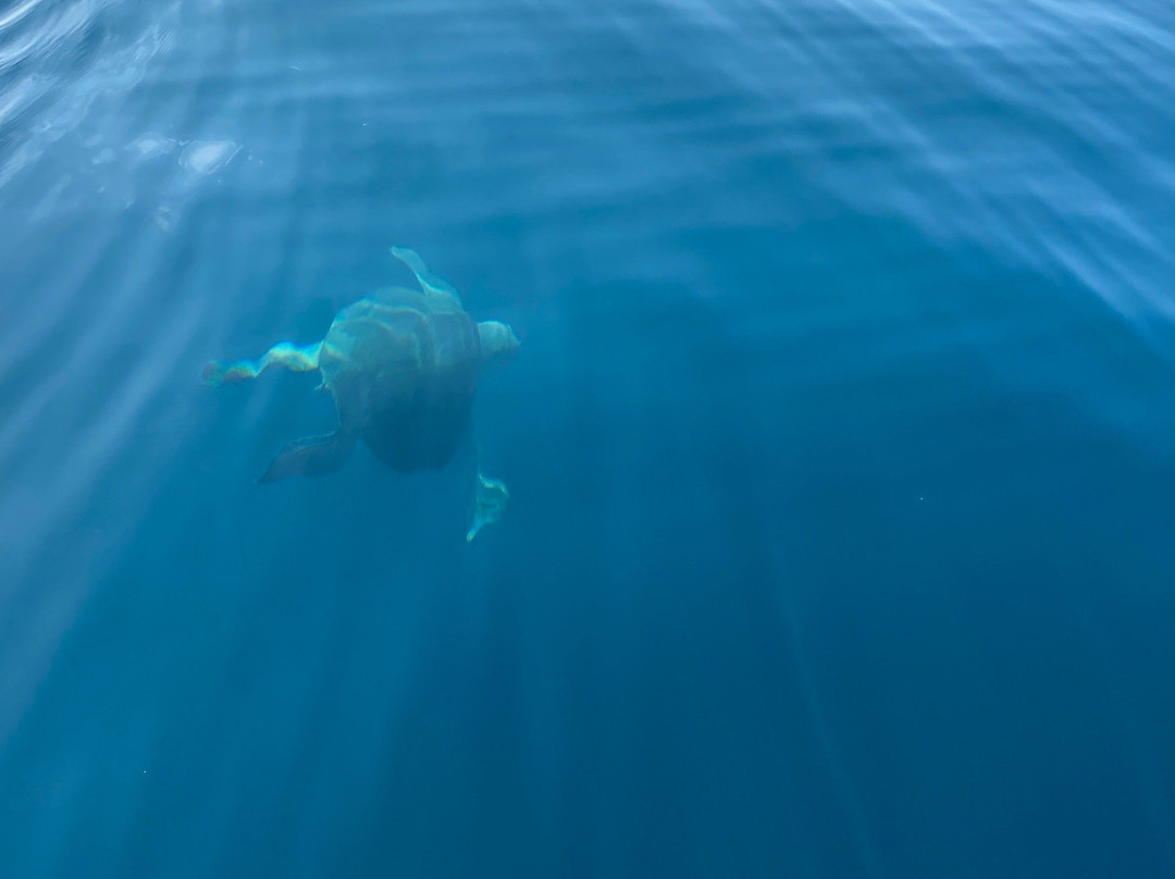 Treetops B&B Inn主图