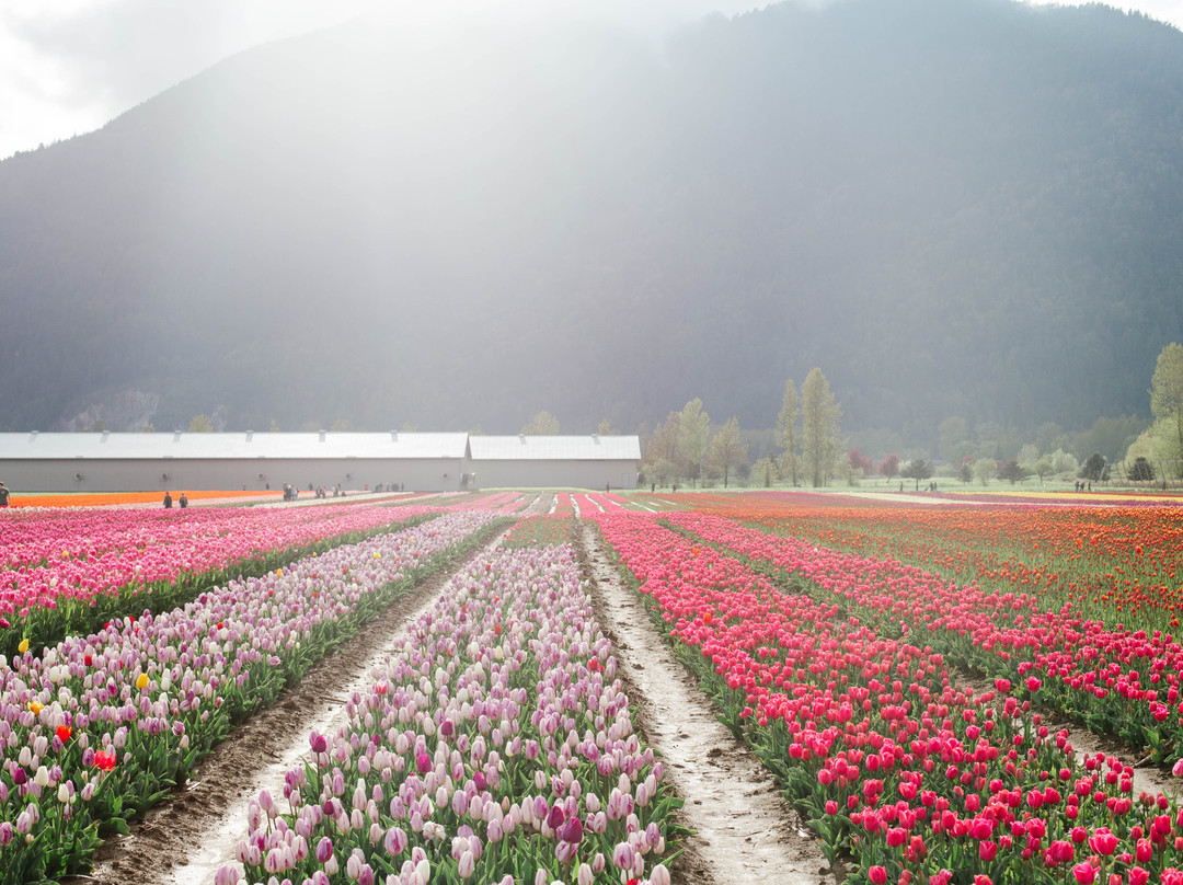 Harrison Tulip Festival景点图片