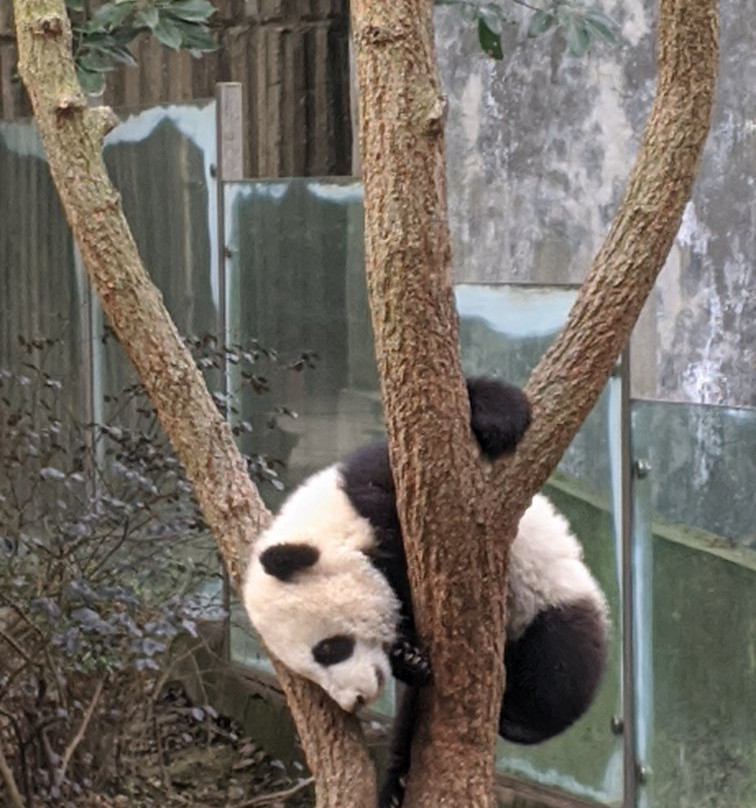 U2panda-成都必去景点