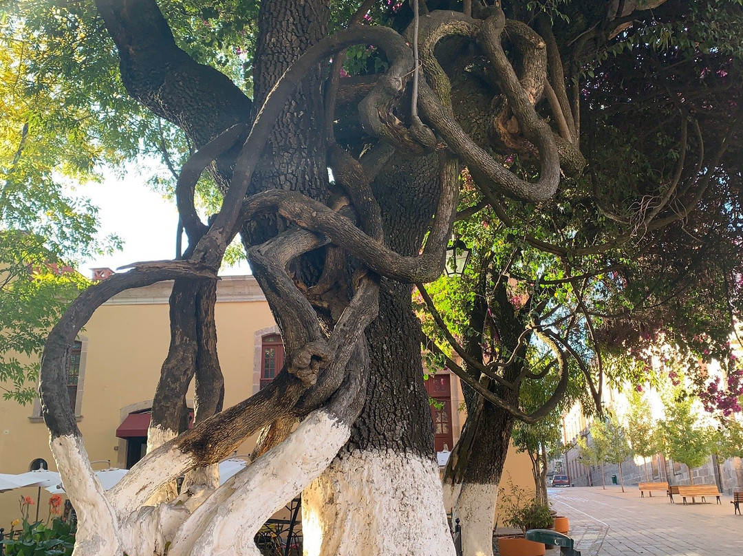 玫瑰花园-莫雷利亚必去景点