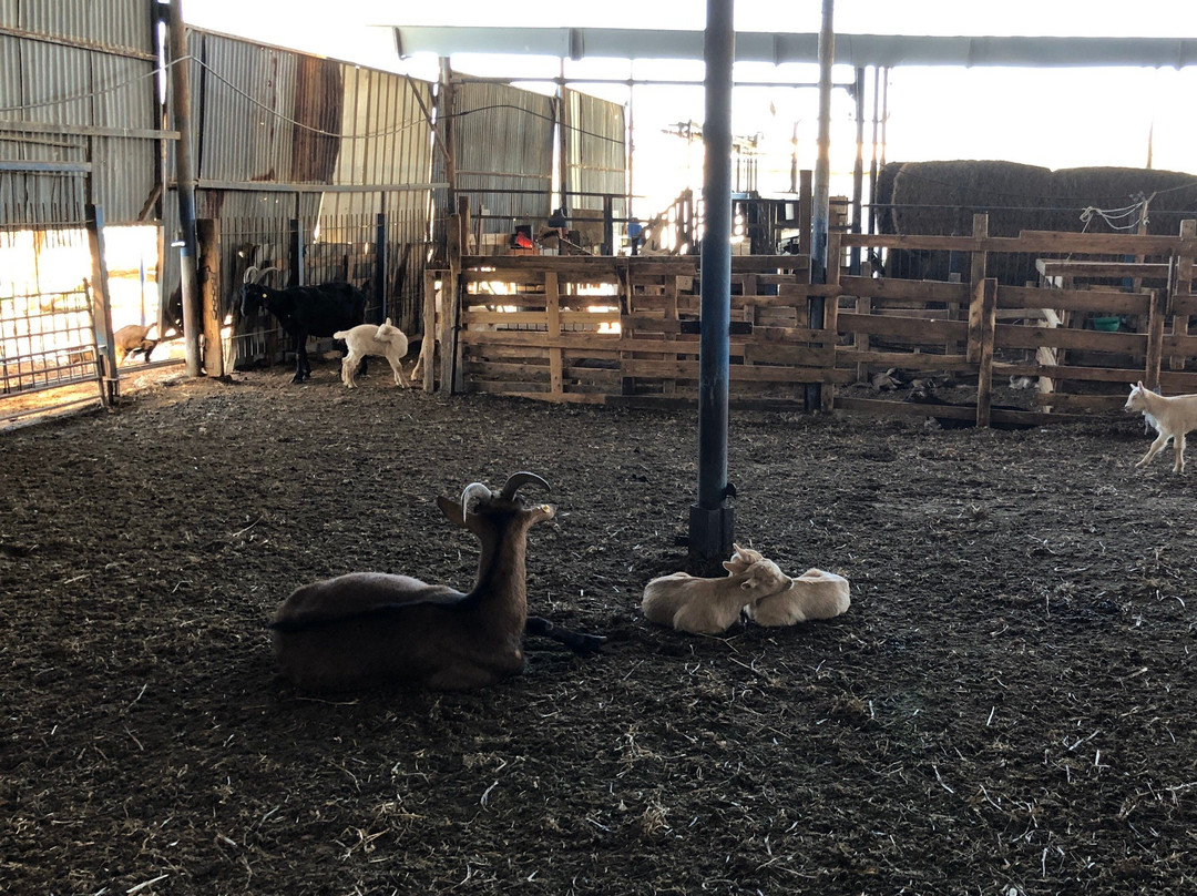 Iza Pziza Dairy-Tal Shahar必去景点