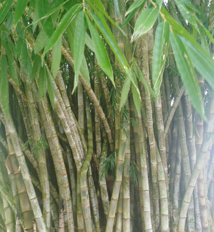 El Paraiso del Bambu y La Guadua-Montenegro必去景点