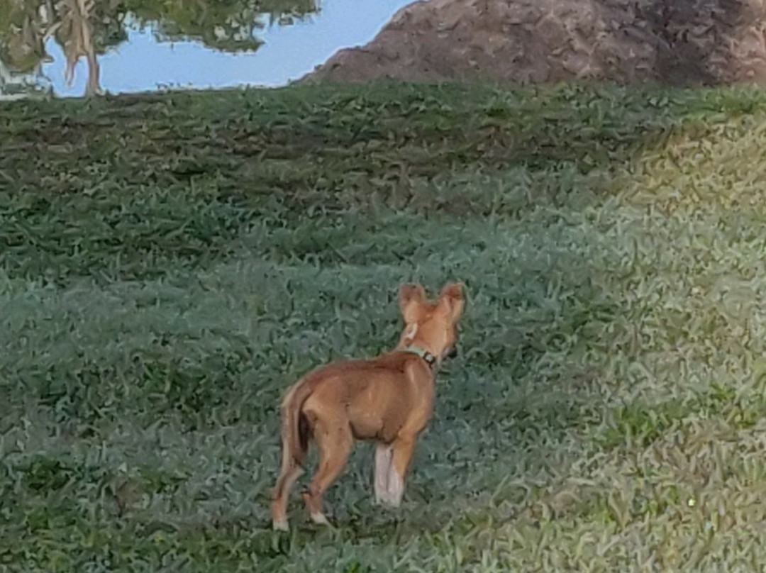 Barkley Square Dog Park-迪兰必去景点