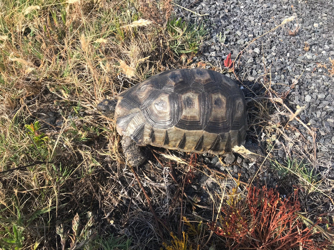 Olifantsbos Beach-Cape Point必去景点