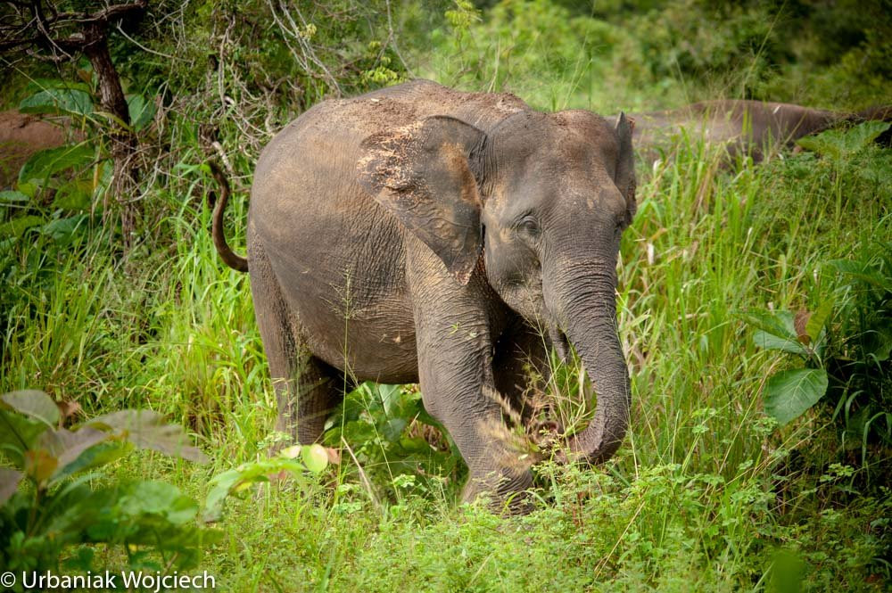 Ceylon Wild Trails Safari-哈巴拉娜必去景点