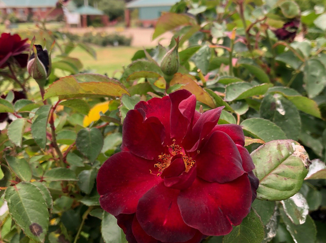 Mornington Botanical Rose Gardens景点图片