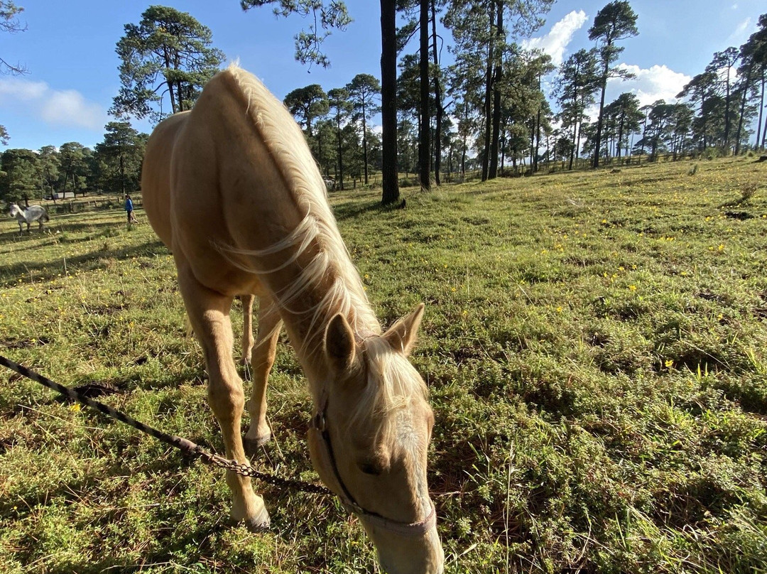 Torres, Equestrian Adventures-墨西哥城必去景点